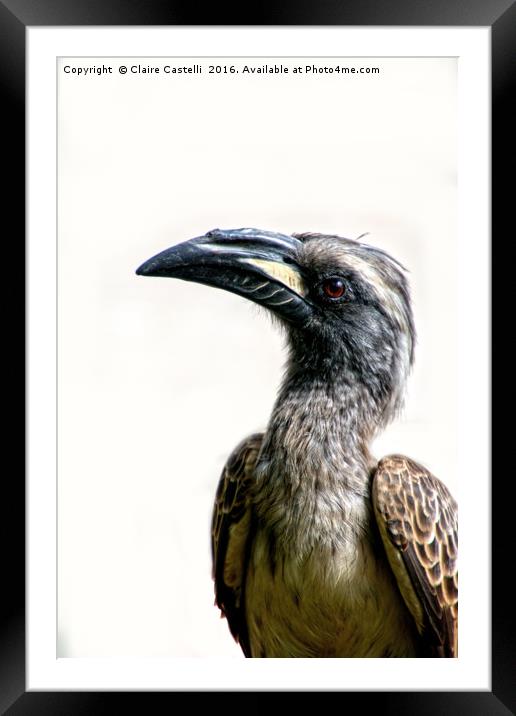 African Grey Hornbill Framed Mounted Print by Claire Castelli