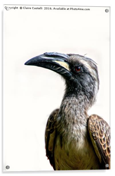 African Grey Hornbill Acrylic by Claire Castelli