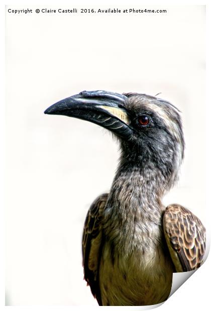 African Grey Hornbill Print by Claire Castelli