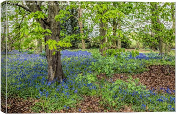 Bluebell Wood, Carrick on Shannon, Ireland Canvas Print by Pauline Tims