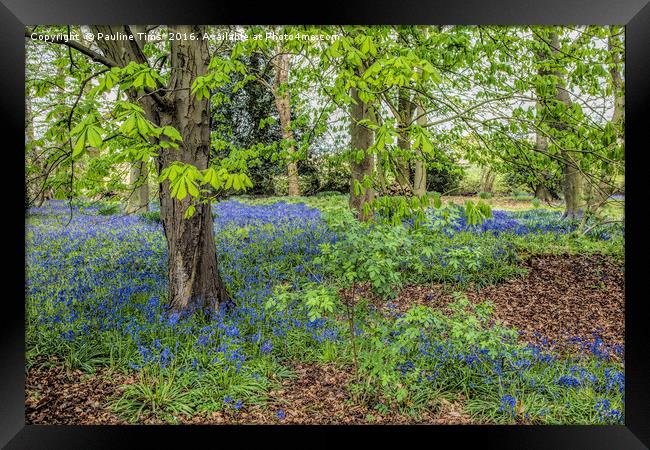 Bluebell Wood, Carrick on Shannon, Ireland Framed Print by Pauline Tims