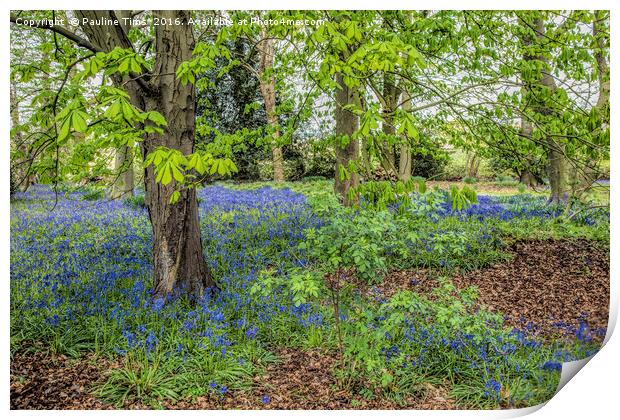 Bluebell Wood, Carrick on Shannon, Ireland Print by Pauline Tims