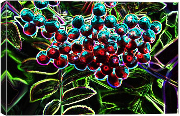 Rowan Berries Canvas Print by Ian Jeffrey