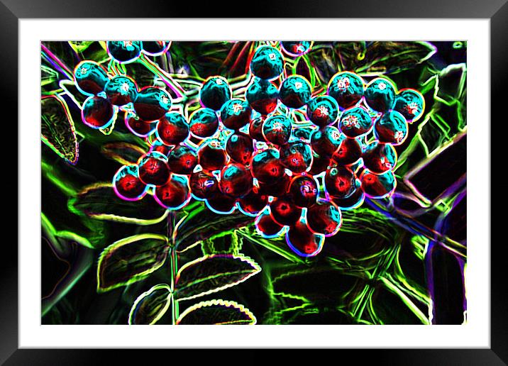 Rowan Berries Framed Mounted Print by Ian Jeffrey