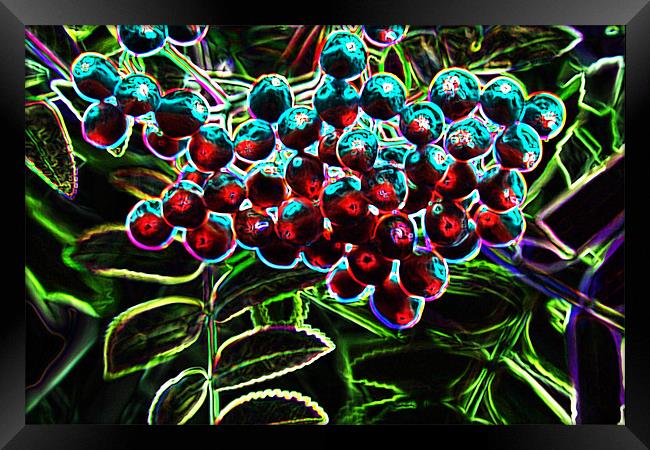 Rowan Berries Framed Print by Ian Jeffrey