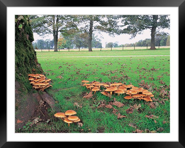 Fungi Framed Mounted Print by Derek Wallace