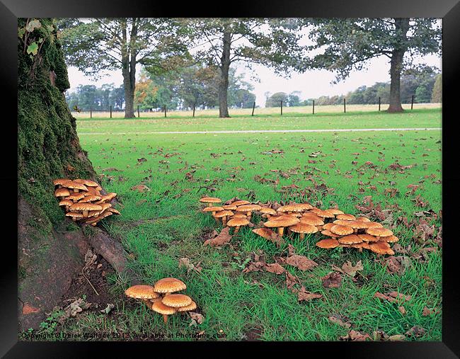 Fungi Framed Print by Derek Wallace