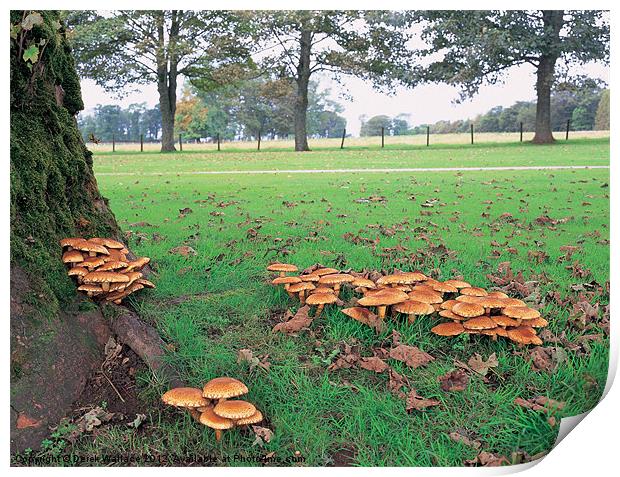 Fungi Print by Derek Wallace