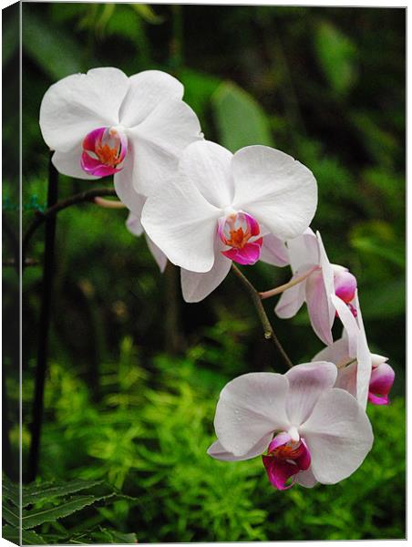 Orchids Canvas Print by Rob Hawkins