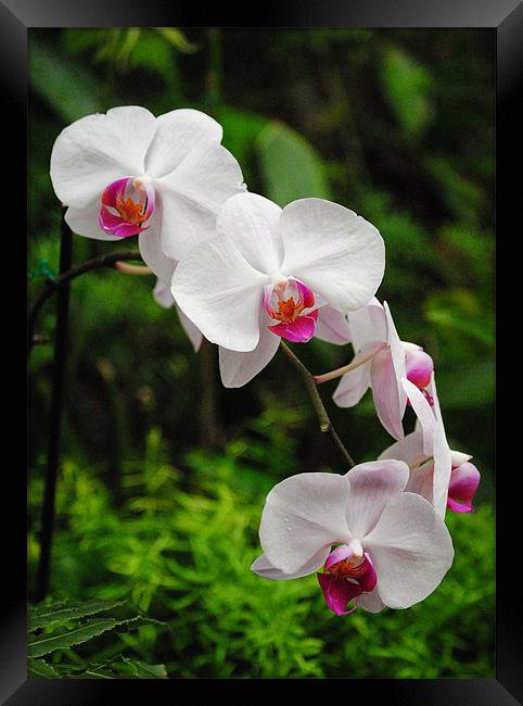 Orchids Framed Print by Rob Hawkins