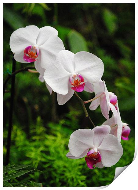 Orchids Print by Rob Hawkins