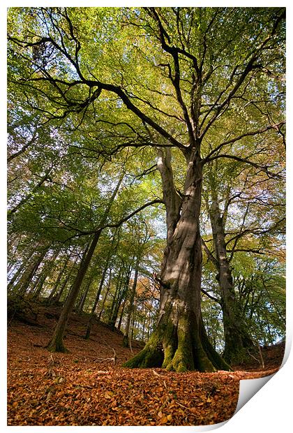 Beech trees Print by Izzy Standbridge