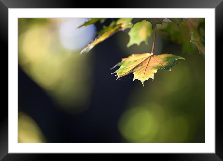 Autumn Colours Framed Mounted Print by Simon Wrigglesworth