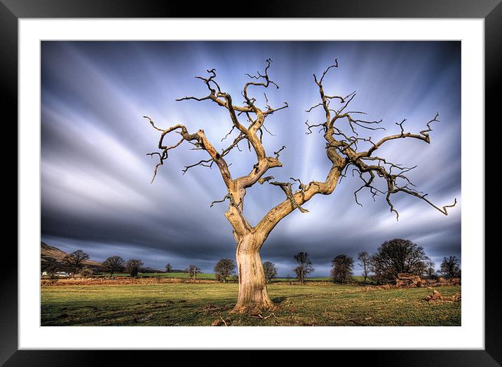 Skeleton Tree, Fintry... Framed Mounted Print by David Mould
