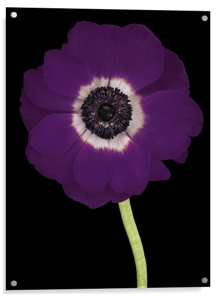 Purple Acrylic by Nic Christie