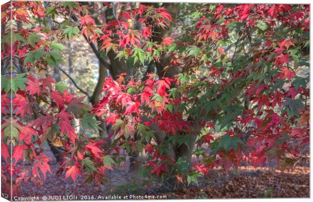 Red Maple in Autumn Sunshine Canvas Print by JUDI LION