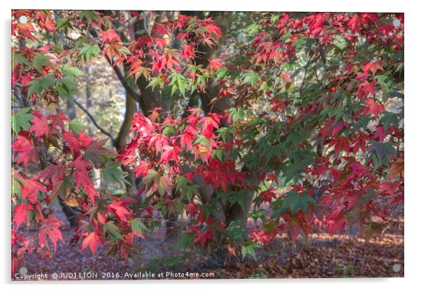 Red Maple in Autumn Sunshine Acrylic by JUDI LION