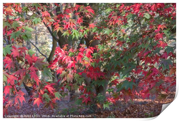 Red Maple in Autumn Sunshine Print by JUDI LION