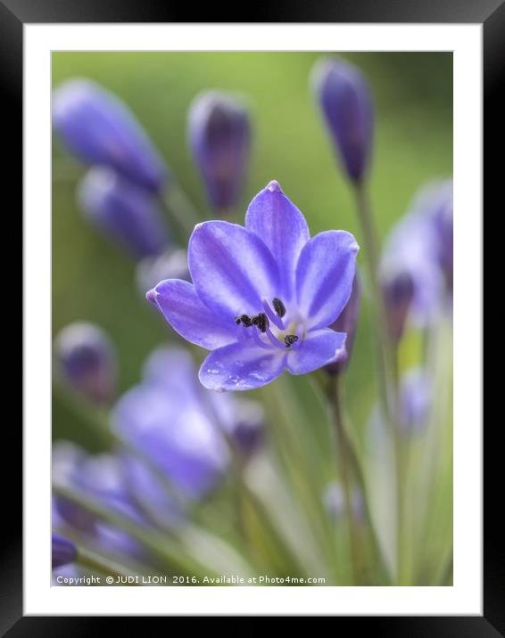 Raindrops on Agapanthus Flowers Framed Mounted Print by JUDI LION
