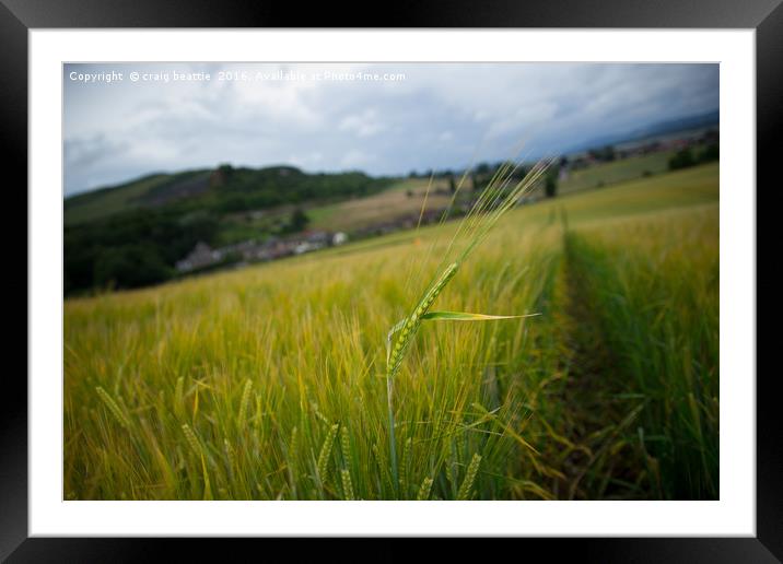 Barley Field Framed Mounted Print by craig beattie