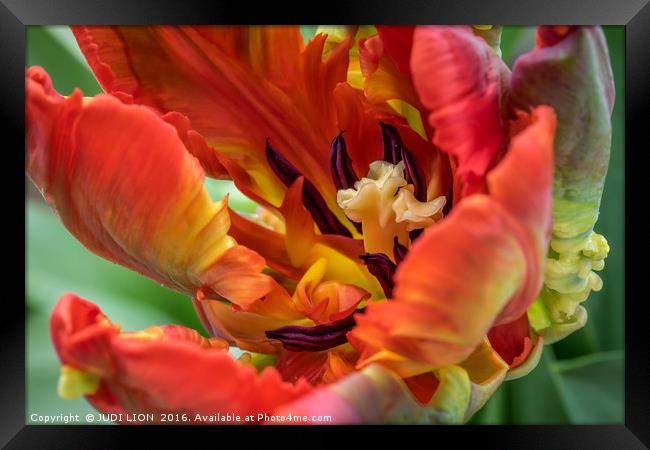 Fiery Parrot Tulip Framed Print by JUDI LION