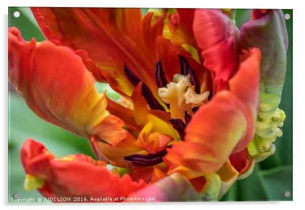 Fiery Parrot Tulip Acrylic by JUDI LION