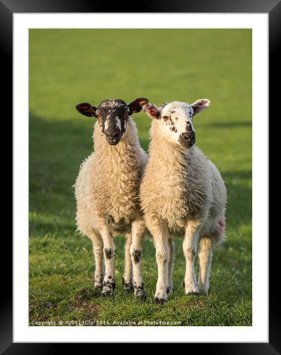 Twin Herdwick Lambs Framed Mounted Print by JUDI LION