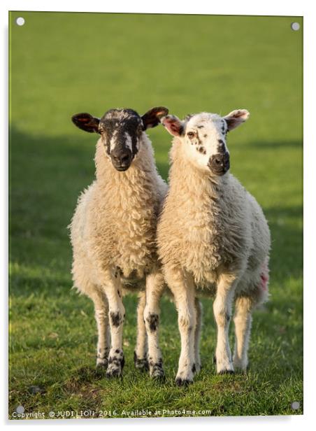 Twin Herdwick Lambs Acrylic by JUDI LION
