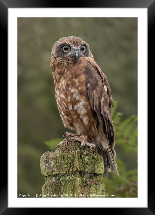 Boobook owl Framed Mounted Print by Alan Tunnicliffe