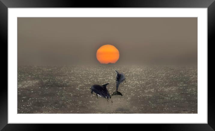 Dolphin Sunset Framed Mounted Print by Graham Pickavance