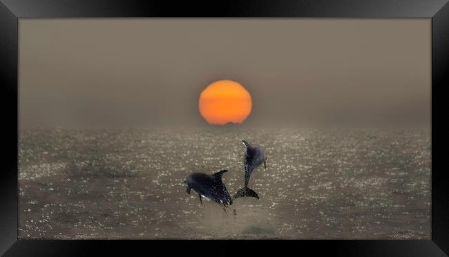 Dolphin Sunset Framed Print by Graham Pickavance