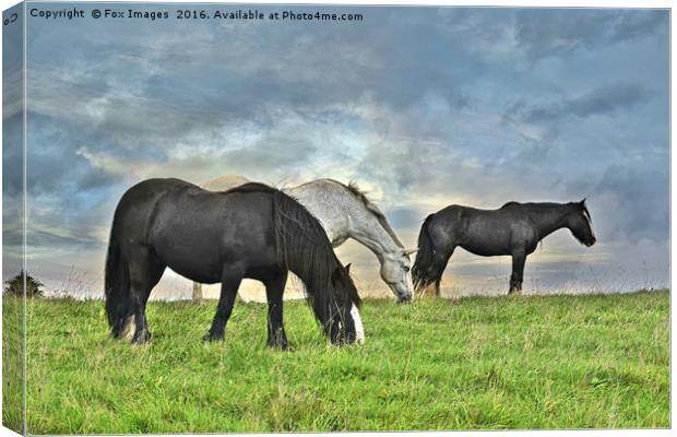 Horses on a hill Canvas Print by Derrick Fox Lomax