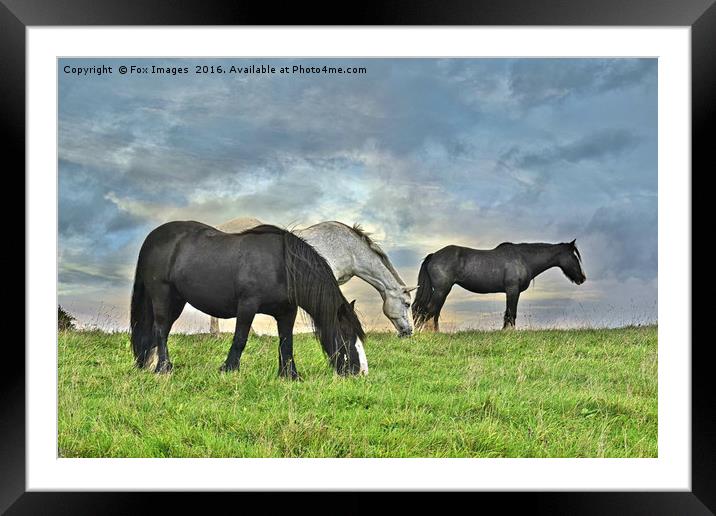 Horses on a hill Framed Mounted Print by Derrick Fox Lomax