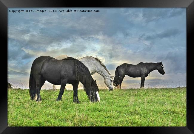Horses on a hill Framed Print by Derrick Fox Lomax