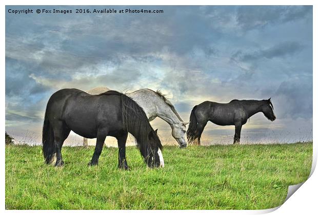 Horses on a hill Print by Derrick Fox Lomax