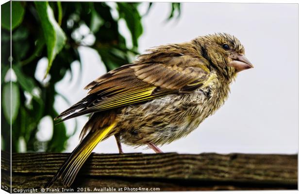 Young Greenfinch visitor Canvas Print by Frank Irwin
