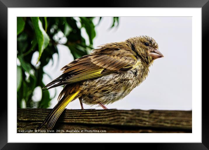Young Greenfinch visitor Framed Mounted Print by Frank Irwin