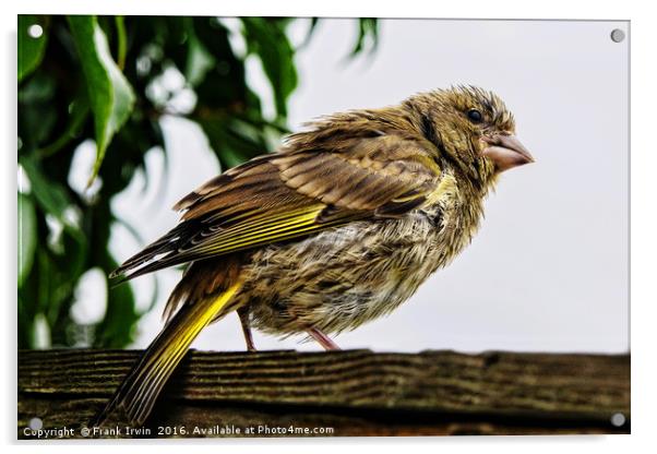 Young Greenfinch visitor Acrylic by Frank Irwin