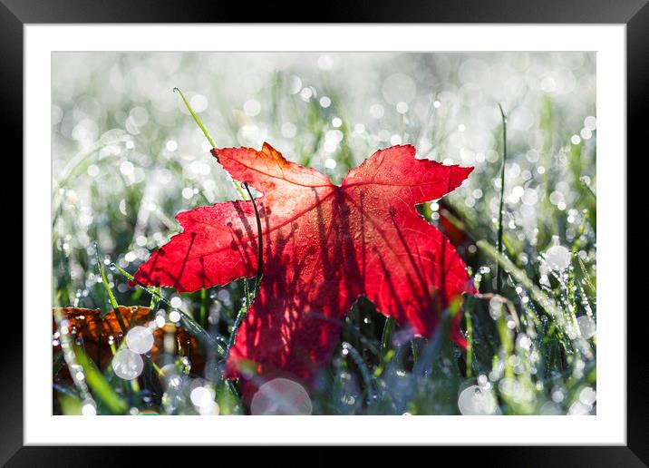 Autumn Leaf and Dew Drops Framed Mounted Print by Jackie Davies