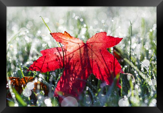 Autumn Leaf and Dew Drops Framed Print by Jackie Davies