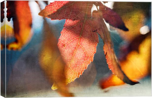Autumn Leaves with Texture Canvas Print by Jackie Davies
