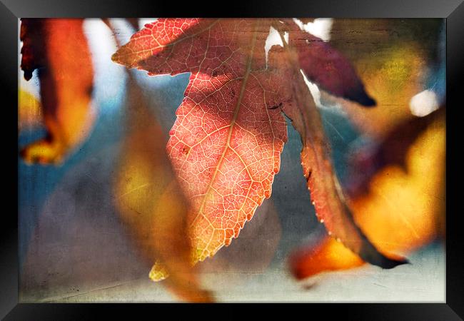 Autumn Leaves with Texture Framed Print by Jackie Davies