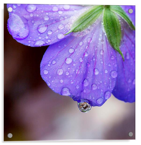 Purple Geranium  Acrylic by Jackie Davies