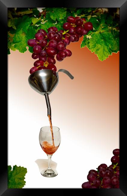 Grapes to wine Framed Print by David French
