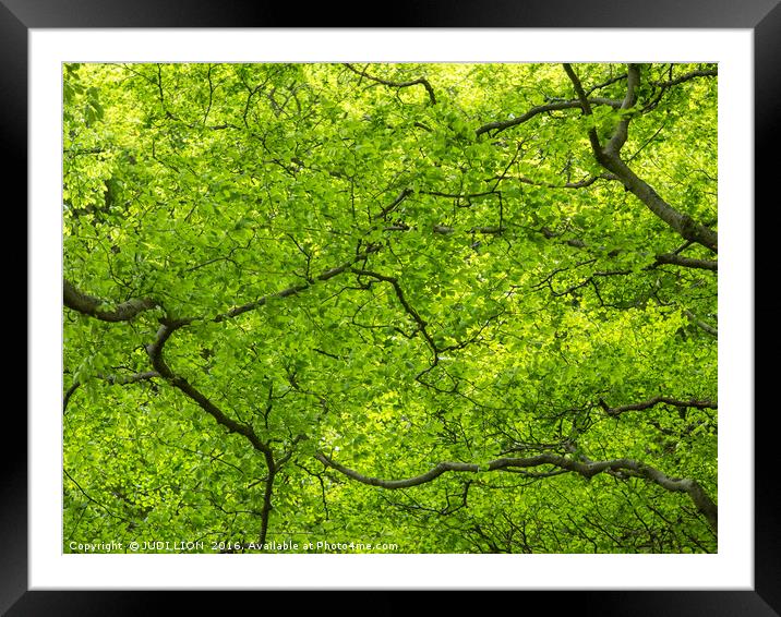Spring greens Framed Mounted Print by JUDI LION