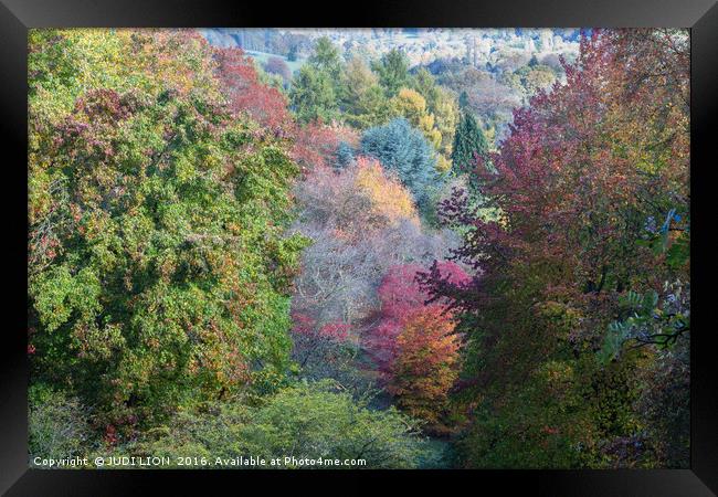 Glorious autumn colours Framed Print by JUDI LION