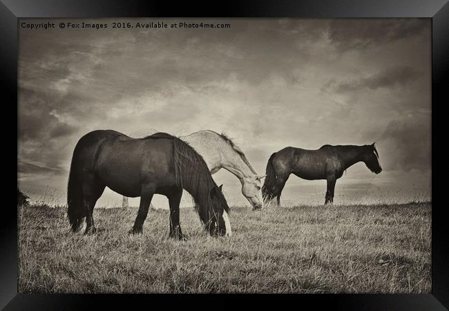 Horses on a hill Framed Print by Derrick Fox Lomax