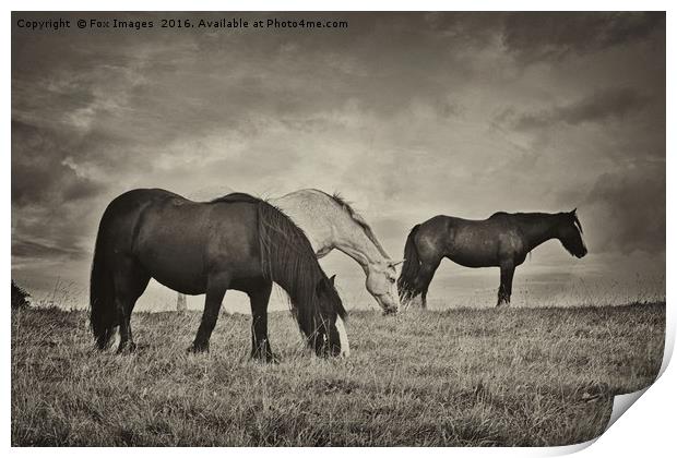 Horses on a hill Print by Derrick Fox Lomax