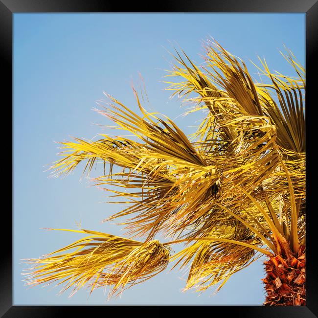 Green Palm Trees On Clear Blue Sky Framed Print by Radu Bercan
