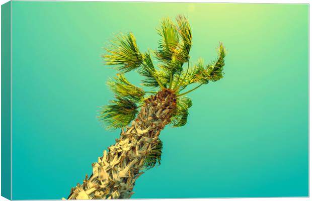 Green Palm Trees On Clear Blue Sky Canvas Print by Radu Bercan